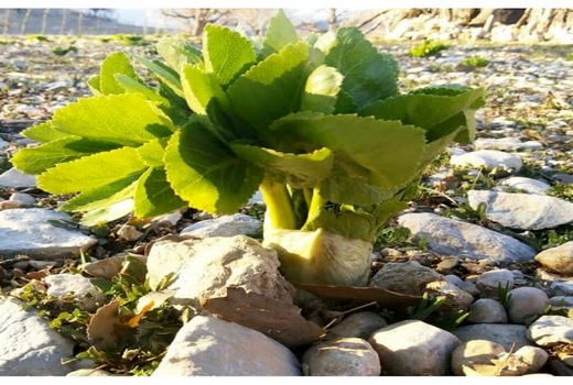 انقراض ریشه‌های بهاری گیاهان خوراکی 