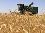 افزایش قیمت خرید گندم موجب اشتیاق گندم کاران خراسان شمالی برای تولید بیشتر محصول شد