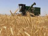 افزایش قیمت خرید گندم موجب اشتیاق گندم کاران خراسان شمالی برای تولید بیشتر محصول شد
