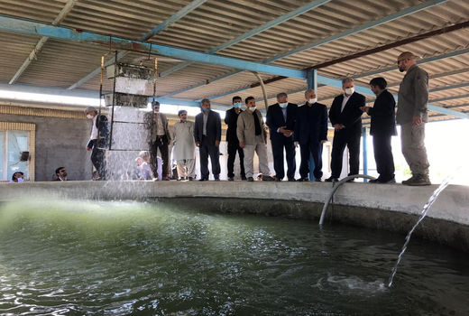 تولید50  میلیون لاروماهیان بومی درمنطقه سیستان 