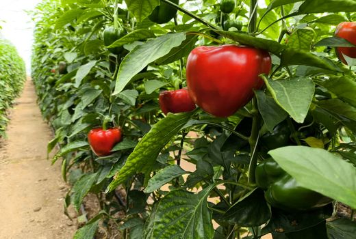 افتتاح گلخانه تولید سبزی و صیفی در آباده