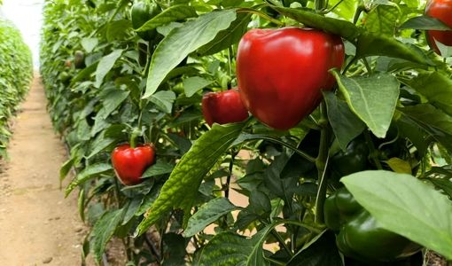 افتتاح گلخانه تولید سبزی و صیفی در آباده