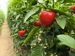 افتتاح گلخانه تولید سبزی و صیفی در آباده