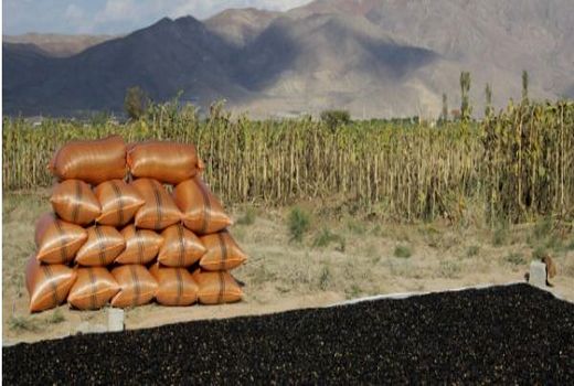 تهیه نهاده‌ باکیفیت از مشکلات بخش کشاورزی است 