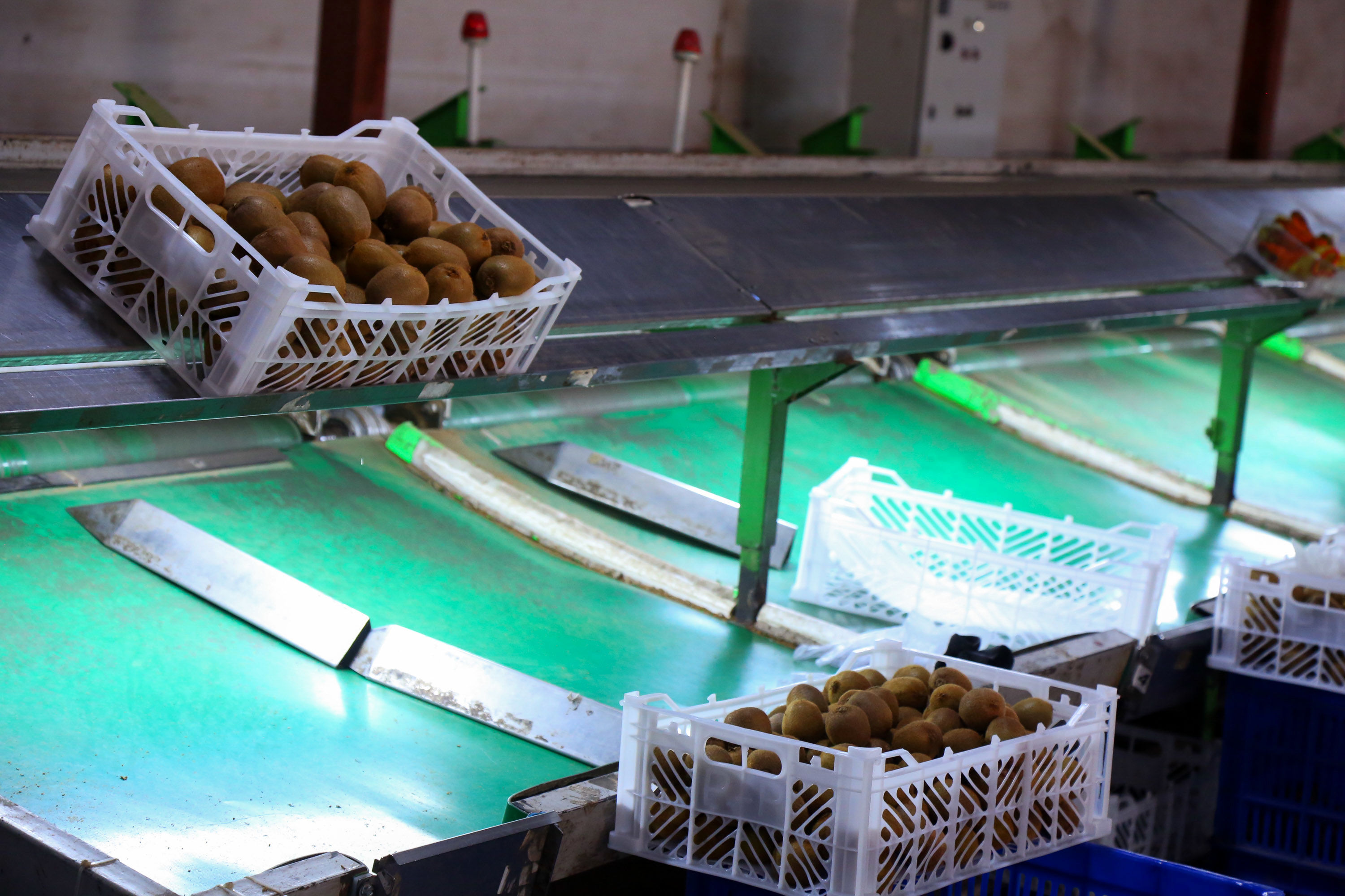  میوه ای شگفت انگیز به نام کیوی 