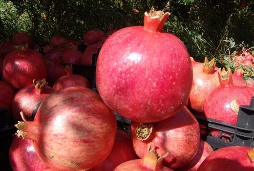 پیش بینی تولید 58 هزارتن انار در داراب 