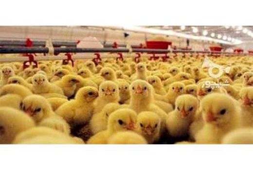 جوجه ریزی 800 هزار قطعه ای در فریدونکنار/ تولید 1750 تن گوشت سفید