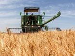 فائو: ایران سیزدهمین تولیدکننده بزرگ گندم جهان در سال ۲۰۲۲ شد