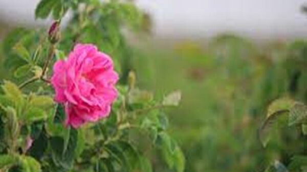 پیش‌بینی برداشت ۸۰ تن گُل محمدی از مزارع سمیرم