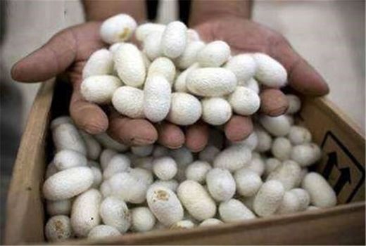 افزایش ۵۶ درصدی قیمت خرید تضمینی پیله تر ابریشم در سال جاری