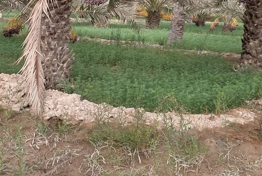 افزایش کمی و کیفی تولید محصول نخیلات در آبادان