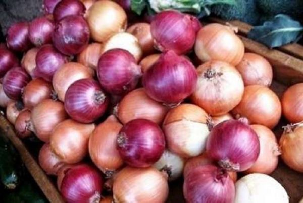 برداشت 22 هزار تن پیاز از مزارع این شهرستان