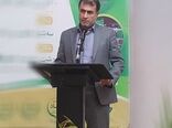 کشت بادام زمینی در ۳۰۰۰ هکتار از اراضی زراعی گیلان