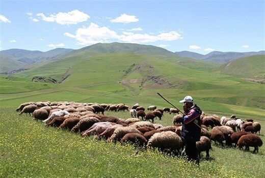 شبکه دامیاران بومی تشکیل می‌شود/ آغاز اجرای طرح ملی افزایش تولید در دامداری‌های روستایی و عشایری