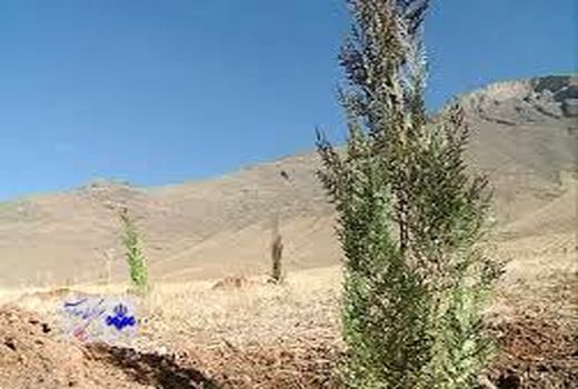 غرس ۹۰ هزار اصله درخت در عرصه منابع طبیعی استان