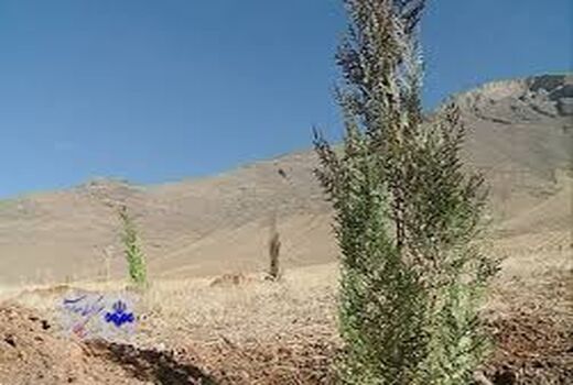 غرس ۹۰ هزار اصله درخت در عرصه منابع طبیعی استان