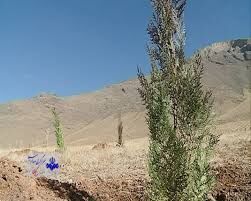 غرس ۹۰ هزار اصله درخت در عرصه منابع طبیعی استان