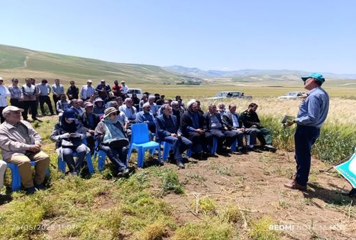کشت عمود بر شیب در دیمزارها به ‌اندازه یک نوبت بارندگی مؤثر، در افزایش عملکرد تأثیرگذار است
