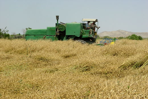 خرید توافقی محصولات کشاورزی آذربایجان شرقی از مرز ۴۵ هزار تن گذشت