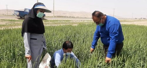 مبارزه با پوره سن گندم در فسا آغاز شد