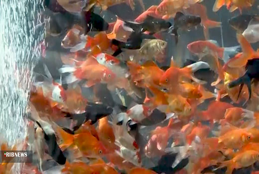 تولید ماهیدر «کاشان » به اندازه نصفِ جمعیت ایران است