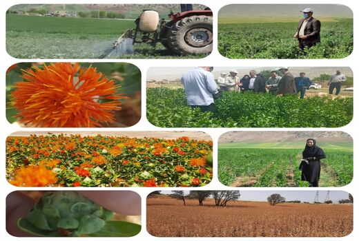 برداشت دانه های روغنی گلرنگ در شهرستان چرداول