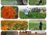 برداشت دانه های روغنی گلرنگ در شهرستان چرداول
