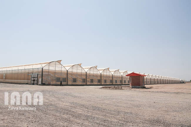 بزرگترین گلخانه هیدروپونیک