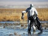  رخداد بیماری آنفلوانزای فوق حاد پرندگان در حیات وحش استان‌های مرکزی، اردبیل و مازندران