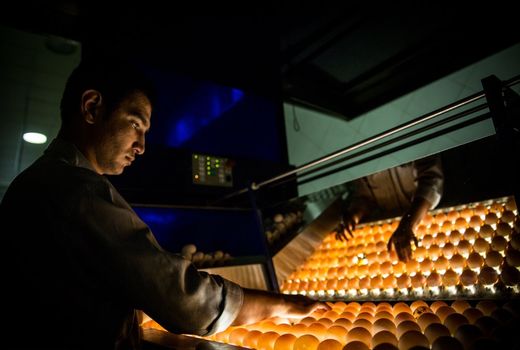 مزرعه تولید تخم‌مرغ