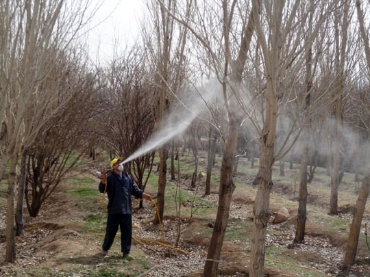 مزایای مبارزه شیمیایی زمستانه در سربیشه