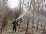 مزایای مبارزه شیمیایی زمستانه در سربیشه