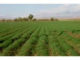 قرارداد 1000 هکتاری کشت کلزا در میاندورود/توزیع 5300 کیلو بذر