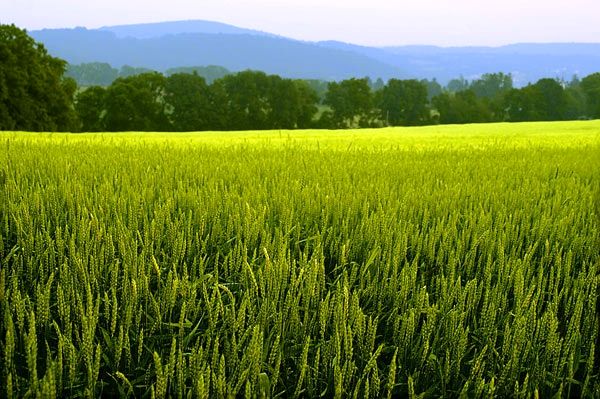 کشاورزان خراسان شمالی تنشی بر سر آب ندارند