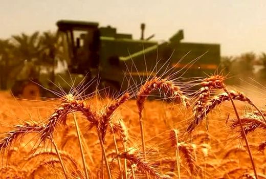 ۵۹۱ میلیارد تومان از مطالبات گندم‌کاران استان بوشهر پرداخت نشده است