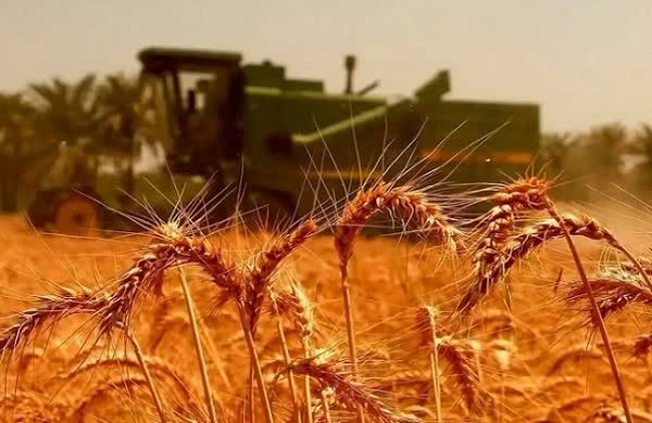 ۵۹۱ میلیارد تومان از مطالبات گندم‌کاران استان بوشهر پرداخت نشده است