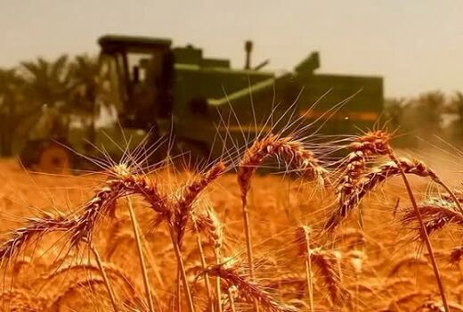 ۵۹۱ میلیارد تومان از مطالبات گندم‌کاران استان بوشهر پرداخت نشده است