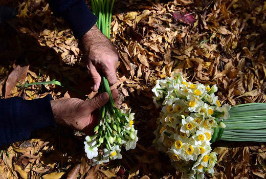  انجمن تولید گل نرگس تشکیل شد