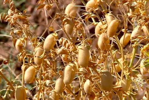 کاهش بارندگی و کاهش برداشت حبوبات دیم در خراسان شمالی
