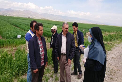 بازدید سرپرست جهاد کشاورزی شهرستان آبیک از مزرعه Pvs گندم آبی در منطقه زیاران