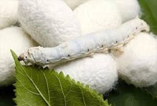 افزایش ۲۸۴ درصدی برداشت پیله کرم ابریشم در شهرستان اسفراین