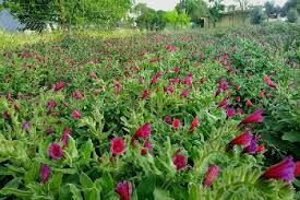 کشت گیاهان داروئی در استان از استقبال خوبی برخوردار است