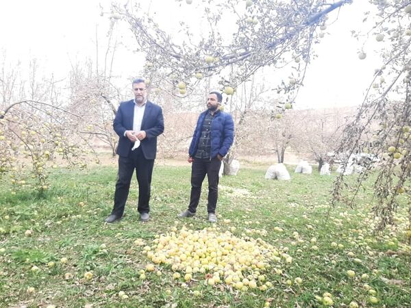 بررسی مشکلات تولید محصول سیب در آوج