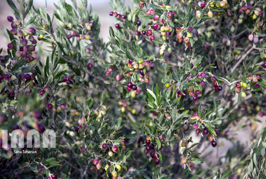 آغاز دوره آموزشی بین المللی 