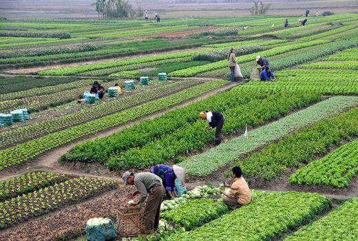 نقش برجسته باغبانی در اشتغال‌زایی و توسعه کشاورزی کشور