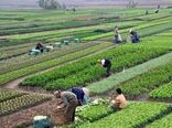 نقش برجسته باغبانی در اشتغال‌زایی و توسعه کشاورزی کشور