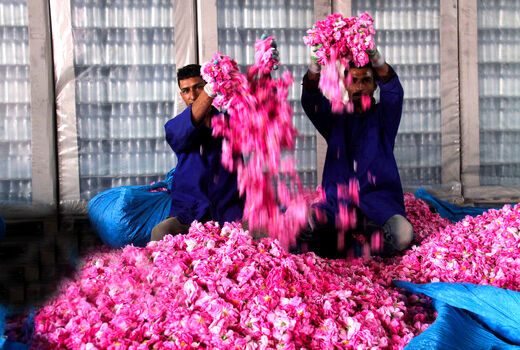 عطر خوش گل محمدی به هندوستان می‌رود