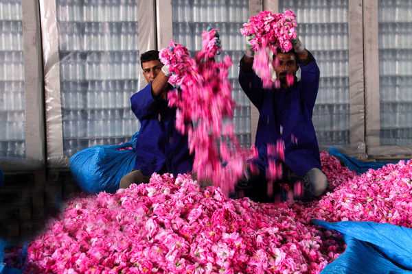 عطر خوش گل محمدی به هندوستان می‌رود