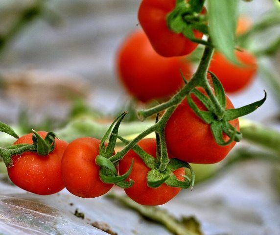 توسعه کشاورزی اصفهان با ارتقای محصولات سالم و گواهی شده