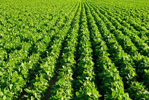 افزایش پنج برابری کشت لوبیا در مرودشت